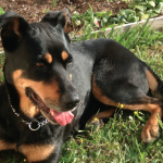 Beauceron Dog - Training, online dog courses