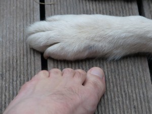 paws-186227