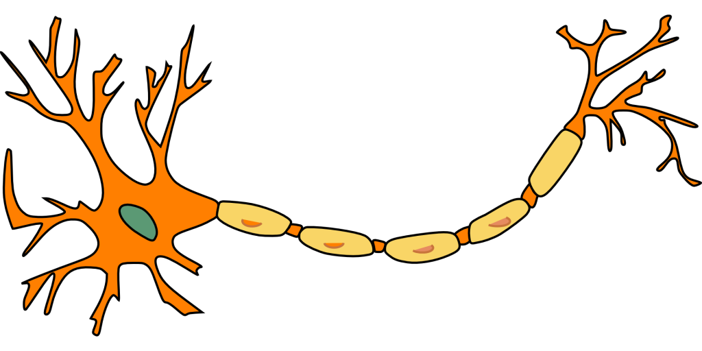 neuron-296581