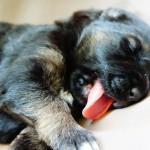 sleeping-puppy-383932