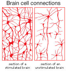 brain-cell-connections1 (1)