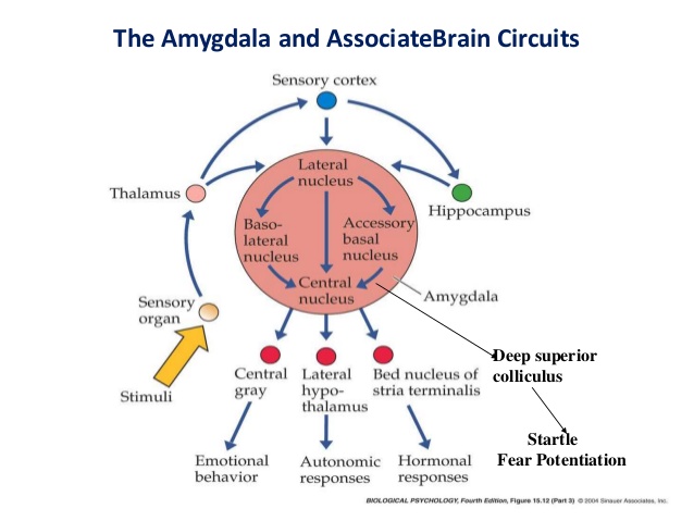 Physiological  U0026 Neurobiological Factors Relating To